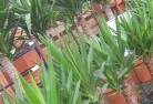 Wangaratta VICplant-nursery-10.jpg; ?>