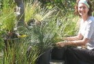 Wangaratta VICplant-nursery-15.jpg; ?>