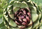 Wangaratta VICplant-nursery-1.jpg; ?>