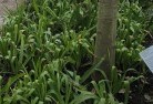 Wangaratta VICplant-nursery-23.jpg; ?>